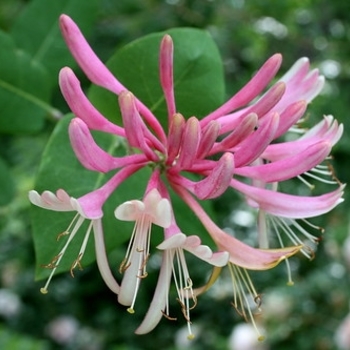 Lonicera italica - Honeysuckle 'Harlequin'