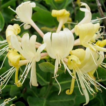 Lonicera periclymenum - Honeysuckle 'Honey Baby'