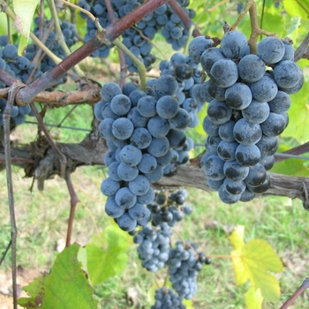 Vitis vinifera - Grape 'Black Monukka'