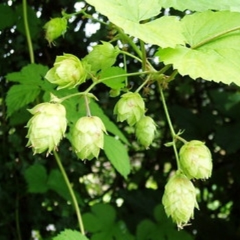 Humulus lupulus - Hops 'Aureus' 