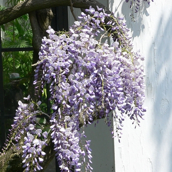 Wisteria macrostachys - Wisteria 'Aunt Dee'