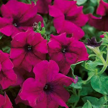 Petunia hybrid - Petunia 'Surfinia Magenta'