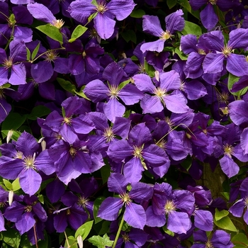 Clematis jackmanii - Clematis 'Jackman Superba'