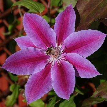Clematis - Clematis 'Julka'
