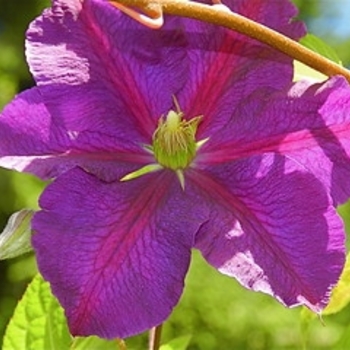 Clematis - Clematis 'Killian Donahue'