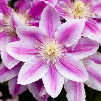 Clematis - Clematis 'Pink Champagne'