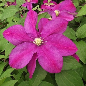 Clematis - Clematis 'Sunset'
