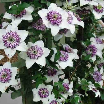 Clematis florida - Clematis 'Sieboldii'