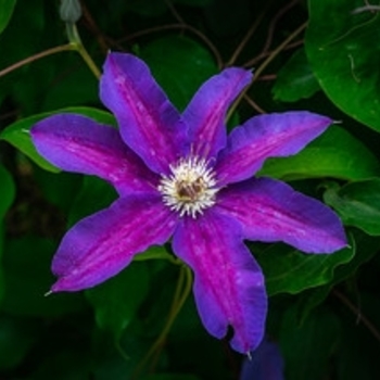 Clematis - Clematis 'Vancouver Starry Nights'