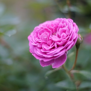 Rosa - Rose 'Arctic Blue' 