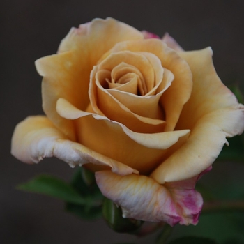 Rosa - Rose 'Honey Dijon'