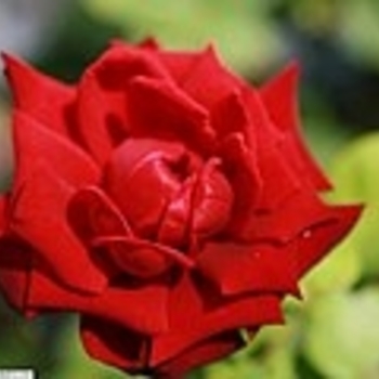 Rosa - Rose 'Ink Spots' 