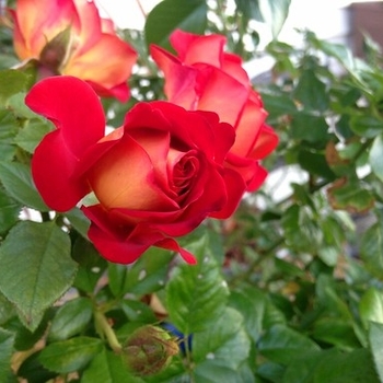 Rosa - Rose 'Ketchup + Mustard'