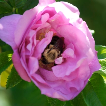 Rosa - Rose 'Life's Little Pleasures' 