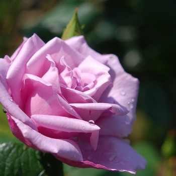 Rosa - Rose 'Love Song'