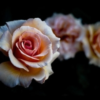 Rosa - Rose 'Marilyn Monroe'