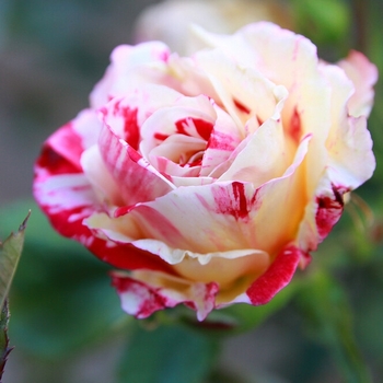 Rosa - Rose 'Neil Diamond'