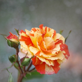 Rosa - Rose 'Oranges 'n' Lemons' 
