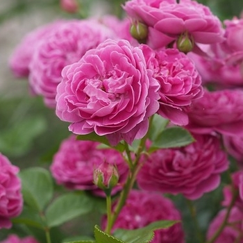 Rosa - Rose 'Perfume Factory' 