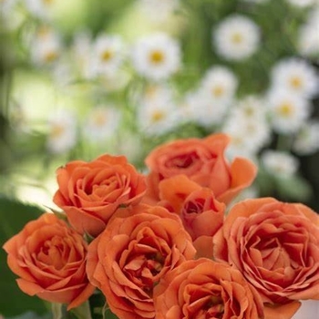Rosa - Rose 'Pumpkin Patch'