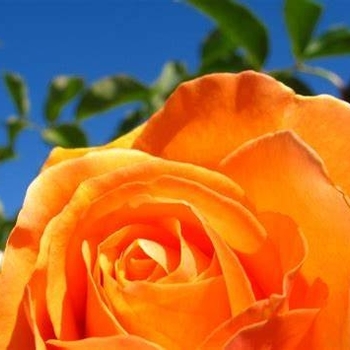 Rosa - Rose 'Vavoom'