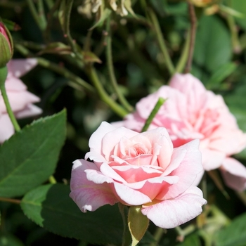 Rosa - Rose 'Cecile Brunner'