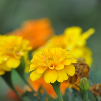 Tagetes patula (French Marigold) - Marigold 'Disco Yellow'