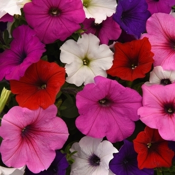 Petunia hybrid - Petunia 'Easy Wave Formula Mix'