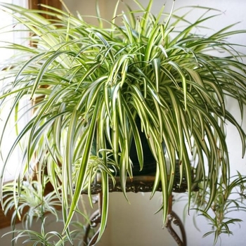 Chlorophytum comosum - Spider Plant 'Multiple Varieties'