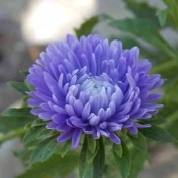 Callistephus chinensis - Aster 'Ball's Florist Mix'