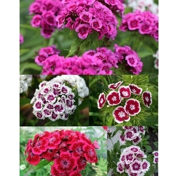 Dianthus barbatus - Dianthus 'Wee Willie Mix'