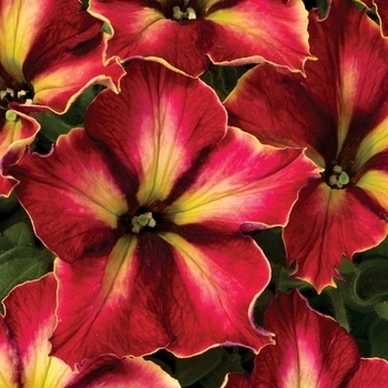 Petunia hybrid - Petunia 'Crazytunia Mandeville'