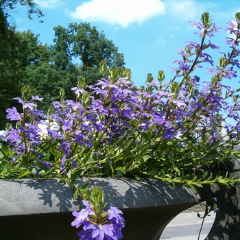 Scaevola aemula (Fan Flower) - Scaevola 'Diamond'