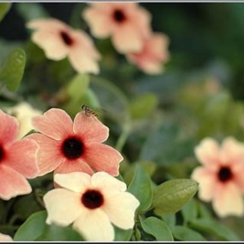 Thunbergia alata (Black-eyed Susan Vine) - Thunbergia 'Serengeti Sunset'