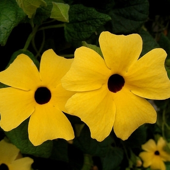 Thunbergia alata (Black Eyed Susan Vine) - Thunbergia 'Serengeti Apricot'