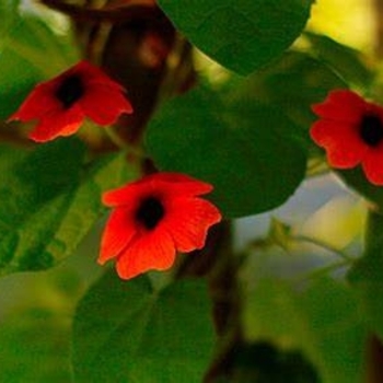 Thunbergia alata (Black-eyed Susan Vine) - Thunbergia 'Serengeti Dark Red'