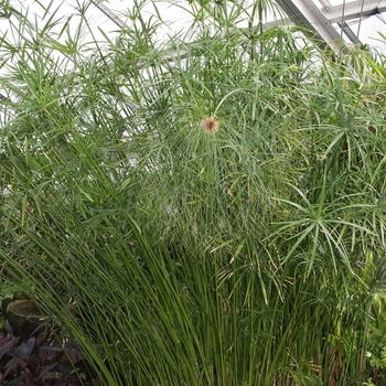 Cyperus alternifolis - Grass' King Tut'