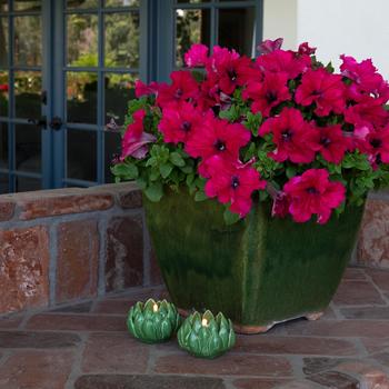 Petunia - Petunia 'Surfinia XXL Watermelon Jazz'