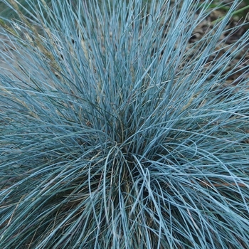 Festuca glauca - Fescue 'Elijah Blue'