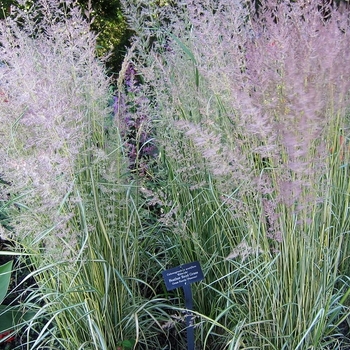 Calamagrostis x acutiflora - Feather Reed Grass 'Lightning Strike' 