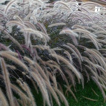 Pennisetum setaceum - Grass 'Purple Fountain'