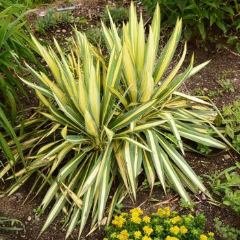 Yucca filamentosa - Yucca 'Golden Sword'
