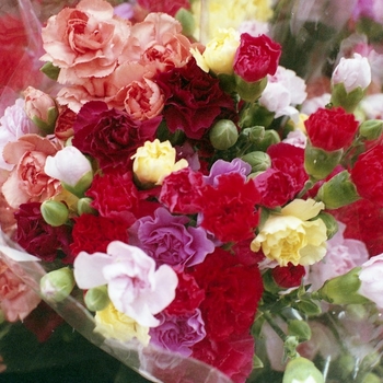  - Cut Carnations