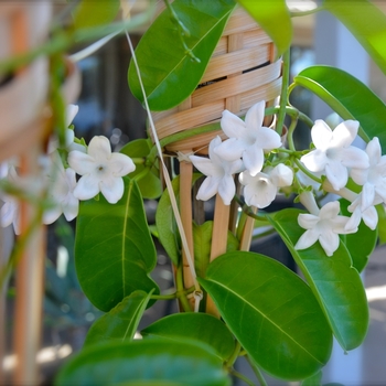 Stephanotis floribunda - Madagascar Jasmine