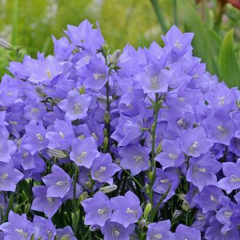 Campanula persicifolia - Bellflower 'Takion Blue'