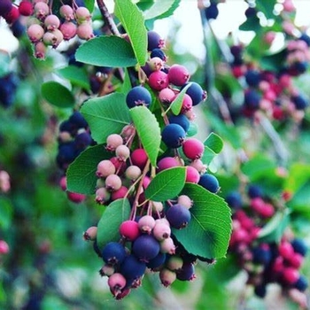 Amelanchier alnifolia - Saskatoon 'Multiple Varieties'