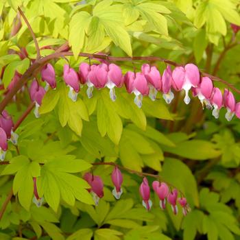 Dicentra spectabilis - Bleeding Heart 'Gold Heart' 