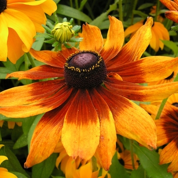Rudbeckia hirta (Black-Eyed Susan) - Rudbeckia 'Toto Rustic'