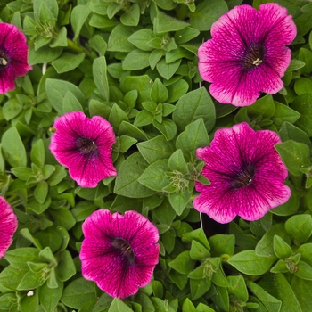 Petunia hybrida - Petunia 'Starlet Blueberry Vein'
