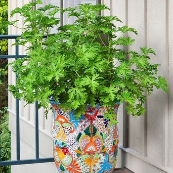 Pelargonium citrosum - Geranium 'Mosquito Shocker'